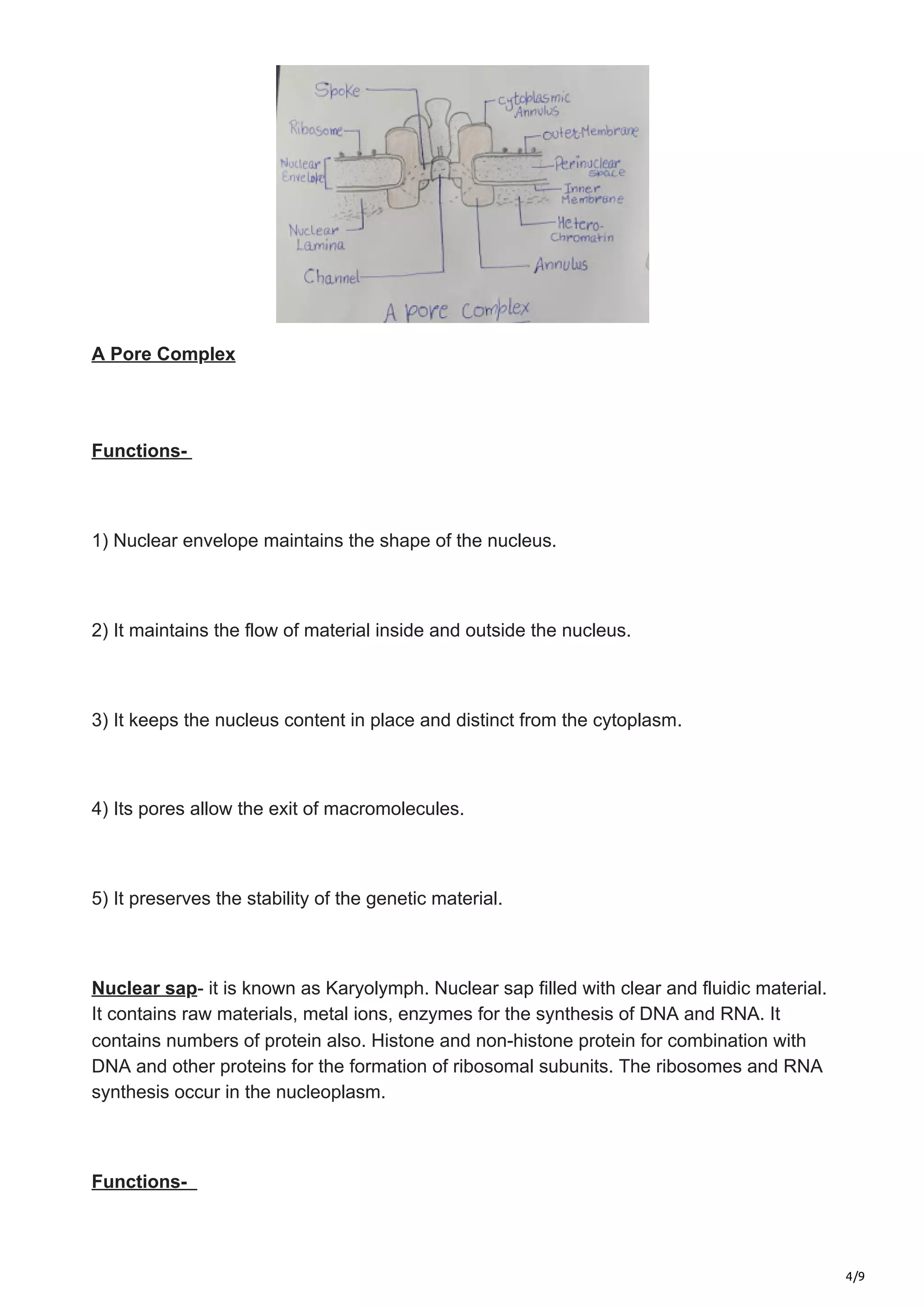 4/9
A Pore Complex
Functions-
1) Nuclear envelope maintains the shape of the nucleus.
2) It maintains the flow of material inside and outside the nucleus.
3) It keeps the nucleus content in place and distinct from the cytoplasm.
4) Its pores allow the exit of macromolecules.
5) It preserves the stability of the genetic material.
Nuclear sap- it is known as Karyolymph. Nuclear sap filled with clear and fluidic material.
It contains raw materials, metal ions, enzymes for the synthesis of DNA and RNA. It
contains numbers of protein also. Histone and non-histone protein for combination with
DNA and other proteins for the formation of ribosomal subunits. The ribosomes and RNA
synthesis occur in the nucleoplasm.
Functions-
 