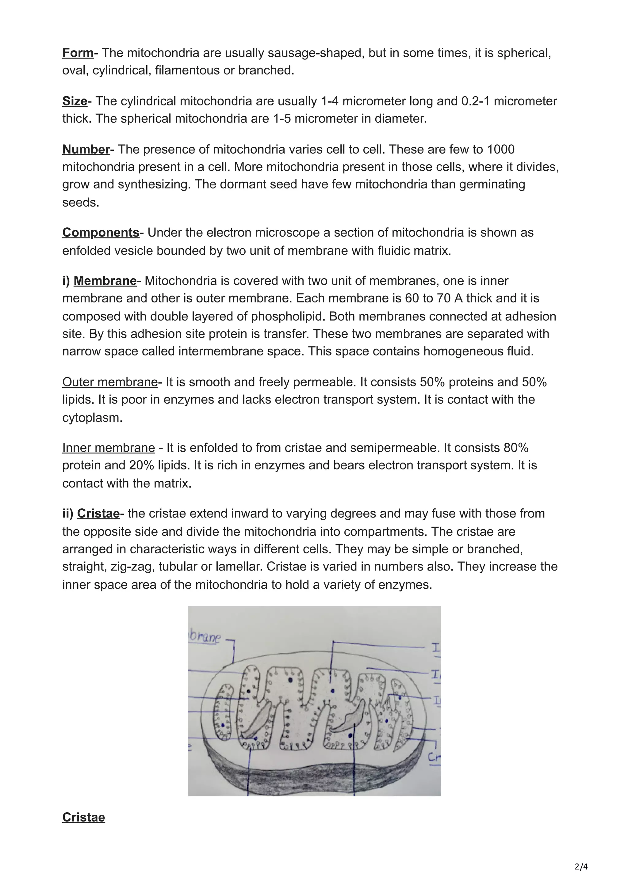 easylearningwithned.blogspot.com-What are Mitochondria Structure and ...