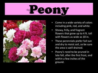 • Come in a wide variety of colors
  including pink, red, and white.
• Showy, frilly, and fragrant
  flowers that grow up to 4 ft. tall
  with flowers as wide as 10 in.
• These perennials prefer full sun
  and dry to moist soil, so be sure
  the area is well drained.
• Peony’s need to be pruned in
  late fall, after the first frost, and
  within a few inches of the
  ground.
 