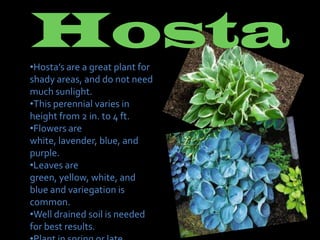 Hosta
•Hosta’s are a great plant for
shady areas, and do not need
much sunlight.
•This perennial varies in
height from 2 in. to 4 ft.
•Flowers are
white, lavender, blue, and
purple.
•Leaves are
green, yellow, white, and
blue and variegation is
common.
•Well drained soil is needed
for best results.
 