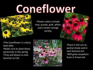 •Flower colors include
                             rose, purple, pink, white,
                               and a newer orange
                                      variety.



•The Coneflower is a daisy
look-alike.                                               •Plant in full sun to
•Make sure to plant these                                 partial shade and in
perennials in the spring                                  well drained soil.
•They will bloom in mid-                                  •Will grow anywhere
Summer to Fall.                                           from 2-4 Feet tall.
 