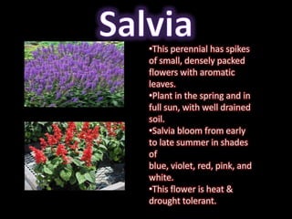 •This perennial has spikes
of small, densely packed
flowers with aromatic
leaves.
•Plant in the spring and in
full sun, with well drained
soil.
•Salvia bloom from early
to late summer in shades
of
blue, violet, red, pink, and
white.
•This flower is heat &
drought tolerant.
 