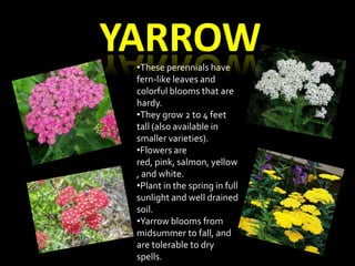 •These perennials have
fern-like leaves and
colorful blooms that are
hardy.
•They grow 2 to 4 feet
tall (also available in
smaller varieties).
•Flowers are
red, pink, salmon, yellow
, and white.
•Plant in the spring in full
sunlight and well drained
soil.
•Yarrow blooms from
midsummer to fall, and
are tolerable to dry
spells.
 