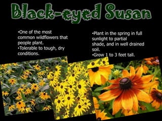 Black-eyed Susan
•One of the most           •Plant in the spring in full
common wildflowers that    sunlight to partial
people plant.              shade, and in well drained
•Tolerable to tough, dry   soil.
conditions.                •Grow 1 to 3 feet tall.
 