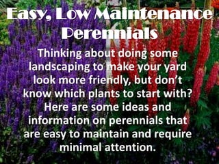 Easy, Low Maintenance
       Perennials
    Thinking about doing some
  landscaping to make your yard
   look more friendly, but don’t
 know which plants to start with?
     Here are some ideas and
  information on perennials that
 are easy to maintain and require
        minimal attention.
 