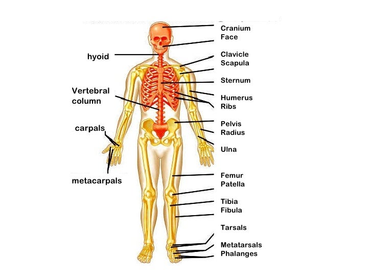 easy skeletal system diagram