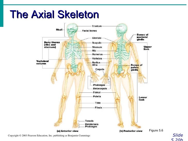 easy skeletal system diagram