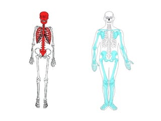 easy skeletal system diagram