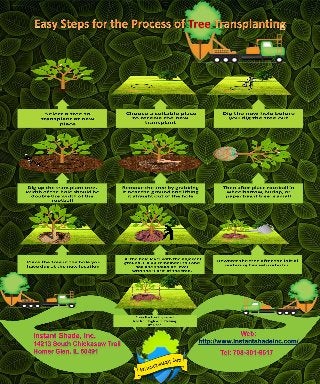 Easy steps for the process of tree transplanting