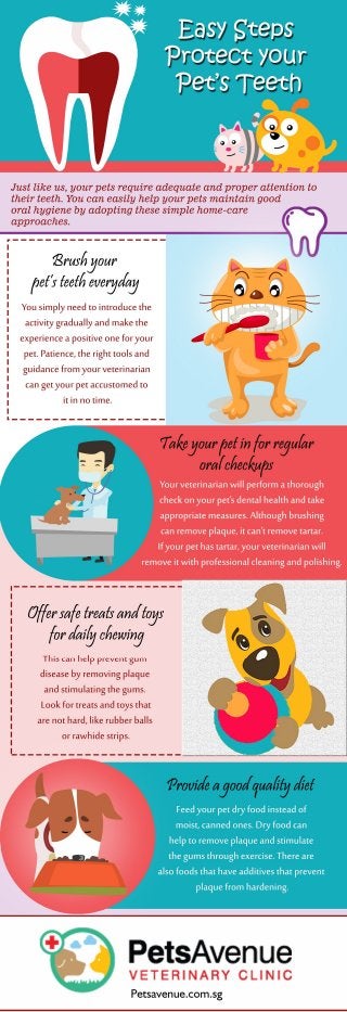 Easy steps protect your pets teeth 