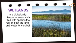 WETLANDS
are biologically
diverse environments
filled with species that
rely on both the land
and water for survival.
 