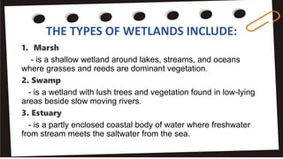 THE TYPES OF WETLANDS INCLUDE:
1. Marsh
- is a shallow wetland around lakes, streams, and oceans
where grasses and reeds are dominant vegetation.
2. Swamp
- is a wetland with lush trees and vegetation found in low-lying
areas beside slow moving rivers.
3. Estuary
- is a partly enclosed coastal body of water where freshwater
from stream meets the saltwater from the sea.
 