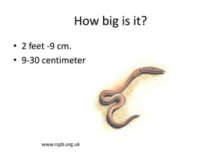 How big is it?
• 2 feet -9 cm.
• 9-30 centimeter
www.rspb.org.uk
 