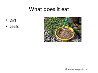 What does it eat
• Dirt
• Leafs
Onenezz.blogspot.com
 