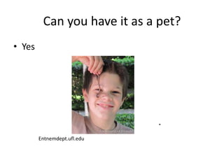 Can you have it as a pet?
• Yes
Entnemdept.ufl.edu
 