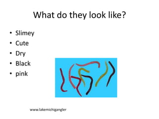 What do they look like?
• Slimey
• Cute
• Dry
• Black
• pink
www.lakemichigangler
 