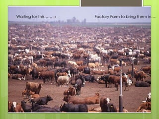 Waiting for this……-> Factory Farm to bring them in…. 