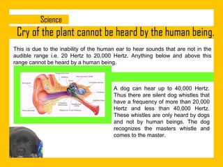 This is due to the inability of the human ear to hear sounds that are not in the
audible range i.e. 20 Hertz to 20,000 Hertz. Anything below and above this
range cannot be heard by a human being.

A dog can hear up to 40,000 Hertz.
Thus there are silent dog whistles that
have a frequency of more than 20,000
Hertz and less than 40,000 Hertz.
These whistles are only heard by dogs
and not by human beings. The dog
recognizes the masters whistle and
comes to the master.

 
