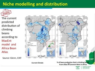 Geographic priorities for research and development on dryland cereals and legumes (DCL)