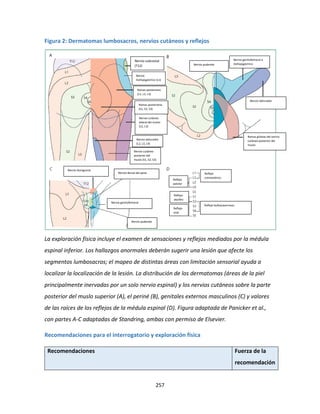 257
Figura 2: Dermatomas lumbosacros, nervios cutáneos y reflejos
La exploración física incluye el examen de sensaciones y reflejos mediados por la médula
espinal inferior. Los hallazgos anormales deberán sugerir una lesión que afecte los
segmentos lumbosacros; el mapeo de distintas áreas con limitación sensorial ayuda a
localizar la localización de la lesión. La distribución de los dermatomas (áreas de la piel
principalmente inervadas por un solo nervio espinal) y los nervios cutáneos sobre la parte
posterior del muslo superior (A), el periné (B), genitales externos masculinos (C) y valores
de las raíces de los reflejos de la médula espinal (D). Figura adaptada de Panicker et al.,
con partes A-C adaptadas de Standring, ambas con permiso de Elsevier.
Recomendaciones para el interrogatorio y exploración física
Recomendaciones Fuerza de la
recomendación
Nervio subcostal
(T12)
Nervio
iliohipogástrico (L1)
Ramas posteriores
(L1, L2, L3)
Ramas posteriores
(S1, S2, S3)
Nervio cutáneo
lateral del muslo
(L2, L3)
Nervio obturador
(L2, L3, L4)
Nervio cutáneo
posterior del
muslo (S1, S2, S3)
Nervio pudendo
Nervio genitofemoral e
iliohipogástrico
Nervio obturador
Ramas glúteas del nervio
cutáneo posterior del
muslo
Nervio ilioinguinal
Nervio dorsal del pene
Nervio genitofemoral
Nervio pudendo
Reflejo
cremastérico
Reflejo
patelar
Reflejo
aquíleo
Reflejo bulbocavernoso
Reflejo
anal
 