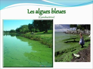 Les algues bleues
(Cyanobactéries)
 