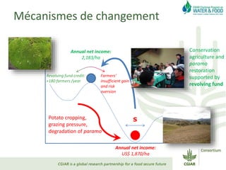 Mécanismes de changement
S
Annual net income:
2,183/ha
Annual net income:
US$ 1,870/ha
Conservation
agriculture and
paramo
restoration
supported by
revolving fund
Farmers‘
insufficient gain
and risk
aversion
Revolving fund credit:
+180 farmers /year
Potato cropping,
grazing pressure,
degradation of paramo
 