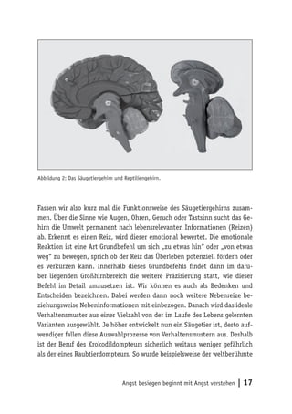 Abbildung 2: Das Säugetiergehirn und Reptiliengehirn.




Fassen wir also kurz mal die Funktionsweise des Säugetiergehirns zusam-
men. Über die Sinne wie Augen, Ohren, Geruch oder Tastsinn sucht das Ge-
hirn die Umwelt permanent nach lebensrelevanten Informationen (Reizen)
ab. Erkennt es einen Reiz, wird dieser emotional bewertet. Die emotionale
Reaktion ist eine Art Grundbefehl um sich „zu etwas hin“ oder „von etwas
weg“ zu bewegen, sprich ob der Reiz das Überleben potenziell fördern oder
es verkürzen kann. Innerhalb dieses Grundbefehls findet dann im darü-
ber liegenden Großhirnbereich die weitere Präzisierung statt, wie dieser
Befehl im Detail umzusetzen ist. Wir können es auch als Bedenken und
Entscheiden bezeichnen. Dabei werden dann noch weitere Nebenreize be-
ziehungsweise Nebeninformationen mit einbezogen. Danach wird das ideale
Verhaltensmuster aus einer Vielzahl von der im Laufe des Lebens gelernten
Varianten ausgewählt. Je höher entwickelt nun ein Säugetier ist, desto auf-
wendiger fallen diese Auswahlprozesse von Verhaltensmustern aus. Deshalb
ist der Beruf des Krokodildompteurs sicherlich weitaus weniger gefährlich
als der eines Raubtierdompteurs. So wurde beispielsweise der weltberühmte



                                    Angst besiegen beginnt mit Angst verstehen   | 17
 