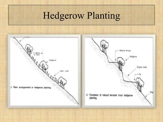 Hedgerow Planting
 