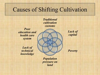 Causes of Shifting Cultivation
Traditional
cultivation
customs
Lack of
capital
Poverty
Population
pressure on
land
Lack of
technical
knowledge
Poor
education and
health care
system
 