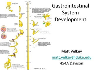 Gastrointestinal
System
Development
Matt Velkey
matt.velkey@duke.edu
454A Davison
Larsen’s fig 14-35
 