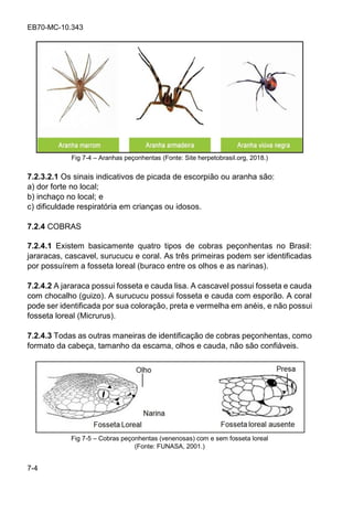 EB70-MC-10.343
7-4
Fig 7-4 Aranhas peçonhentas (Fonte: Site herpetobrasil.org, 2018.)
7.2.3.2.1 Os sinais indicativos de picada de escorpião ou aranha são:
a) dor forte no local;
b) inchaço no local; e
c) dificuldade respiratória em crianças ou idosos.
7.2.4 COBRAS
7.2.4.1 Existem basicamente quatro tipos de cobras peçonhentas no Brasil:
jararacas, cascavel, surucucu e coral. As três primeiras podem ser identificadas
por possuírem a fosseta loreal (buraco entre os olhos e as narinas).
7.2.4.2 A jararaca possui fosseta e cauda lisa. A cascavel possui fosseta e cauda
com chocalho (guizo). A surucucu possui fosseta e cauda com esporão. A coral
pode ser identificada por sua coloração, preta e vermelha em anéis, e não possui
fosseta loreal (Micrurus).
7.2.4.3 Todas as outras maneiras de identificação de cobras peçonhentas, como
formato da cabeça, tamanho da escama, olhos e cauda, não são confiáveis.
Fig 7-5 Cobras peçonhentas (venenosas) com e sem fosseta loreal
(Fonte: FUNASA, 2001.)
 
