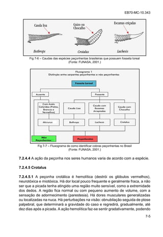 EB70-MC-10.343
7-5
Fig 7-6 Caudas das espécies peçonhentas brasileiras que possuem fosseta loreal
(Fonte: FUNASA, 2001.)
Fig 7-7 Fluxograma de como identificar cobras peçonhentas no Brasil
(Fonte: FUNASA, 2001.)
7.2.4.4 A ação da peçonha nos seres humanos varia de acordo com a espécie.
7.2.4.5 Crotalus
7.2.4.5.1 A peçonha crotálica é hemolítica (destrói os glóbulos vermelhos),
neurotóxica e miotóxica. Há dor local pouco frequente e geralmente fraca, a não
ser que a picada tenha atingido uma região muito sensível, como a extremidade
dos dedos. A região fica normal ou com pequeno aumento de volume, com a
sensação de adormecimento (parestesia). Há dores musculares generalizadas
ou localizadas na nuca. Há perturbações na visão: obnubilação seguida de ptose
palpebral, que determinará a gravidade do caso e regredirá, gradualmente, até
dez dias após a picada. A ação hemolítica faz-se sentir gradativamente, podendo
 