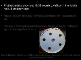 • Protibakterijska aktivnost 16/33 vodnih izvlečkov: 11 inhibicija
rasti, 5 omejitev rasti.
• Najbolj aktiven izvleček Hemigellius bidens: 8/11 bakterijskih
vrst
• Razlika v protibakterijski aktivnosti kuhanih in svežih izvlečkov
spužve Hemigellius bidens
Slika 3: Razlika v občutljivosti bakterije Enterobacter sp. na kuhan in svež vodni izvleček
spužve Hemigellius bidens
 