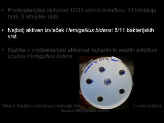 • Protibakterijska aktivnost 16/33 vodnih izvlečkov: 11 inhibicija
rasti, 5 omejitev rasti.
• Najbolj aktiven izvleček Hemigellius bidens: 8/11 bakterijskih
vrst
• Razlika v protibakterijski aktivnosti kuhanih in svežih izvlečkov
spužve Hemigellius bidens
Slika 3: Razlika v občutljivosti bakterije Enterobacter sp. na kuhan in svež vodni izvleček
spužve Hemigellius bidens
 
