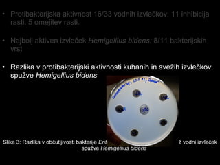 • Protibakterijska aktivnost 16/33 vodnih izvlečkov: 11 inhibicija
rasti, 5 omejitev rasti.
• Najbolj aktiven izvleček Hemigellius bidens: 8/11 bakterijskih
vrst
• Razlika v protibakterijski aktivnosti kuhanih in svežih izvlečkov
spužve Hemigellius bidens
Slika 3: Razlika v občutljivosti bakterije Enterobacter sp. na kuhan in svež vodni izvleček
spužve Hemigellius bidens
 