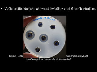 • Večja protibakterijska aktivnost izvlečkov proti Gram
+
bakterijam.
Slika 4: Cona inhibicije rasti Bacillus subtilis, oz. protibakterijska aktivnost
izvlečka spužve Latrunculia cf. lendenfeldi
 