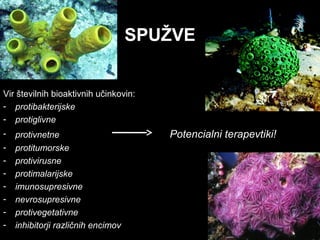SPUŽVE
Vir številnih bioaktivnih učinkovin:
- protibakterijske
- protiglivne
- protivnetne Potencialni terapevtiki!
- protitumorske
- protivirusne
- protimalarijske
- imunosupresivne
- nevrosupresivne
- protivegetativne
- inhibitorji različnih encimov
 