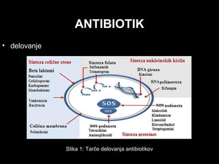 ANTIBIOTIK
• delovanje
Slika 1: Tarče delovanja antibiotikov
 