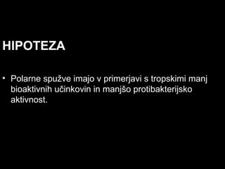 HIPOTEZA
• Polarne spužve imajo v primerjavi s tropskimi manj
bioaktivnih učinkovin in manjšo protibakterijsko
aktivnost.
 