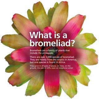 What is a
bromeliad?
Bromeliads are a family of plants that
include the pineapple.
There are over 3,000 species of bromeliad.
They are mostly from the tropics in America,
but one species is found in Africa.
They grow in all sorts of places, on trees, on the
ground, the side of cliffs, even on telephone wires!
 