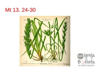 Mt 13. 24-30
 