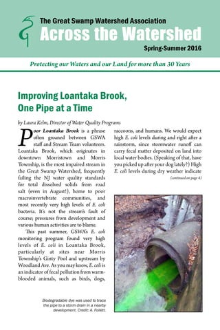 Protecting our Waters and our Land for more than 30 Years
The Great Swamp Watershed Association
Spring-Summer 2016
Across the Watershed
Improving Loantaka Brook,
One Pipe at a Time
P oor Loantaka Brook is a phrase
often groaned between GSWA
staff and Stream Team volunteers.
Loantaka Brook, which originates in
downtown Morristown and Morris
Township, is the most impaired stream in
the Great Swamp Watershed, frequently
failing the NJ water quality standards
for total dissolved solids from road
salt (even in August!), home to poor
macroinvertebrate communities, and
most recently very high levels of E. coli
bacteria. It’s not the stream’s fault of
course; pressures from development and
various human activities are to blame.
This past summer, GSWA’s E. coli
monitoring program found very high
levels of E. coli in Loantaka Brook,
particularly at sites near Morris
Township’s Ginty Pool and upstream by
Woodland Ave. As you may know, E. coli is
an indicator of fecal pollution from warm-
blooded animals, such as birds, dogs,
raccoons, and humans. We would expect
high E. coli levels during and right after a
rainstorm, since stormwater runoff can
carry fecal matter deposited on land into
local water bodies. (Speaking of that, have
you picked up after your dog lately?) High
E. coli levels during dry weather indicate
by Laura Kelm, Director of Water Quality Programs
(continued on page 4)
Biodegradable dye was used to trace
the pipe to a storm drain in a nearby
development. Credit: A. Follett.
 
