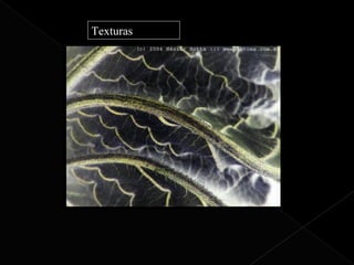 Texturas
 