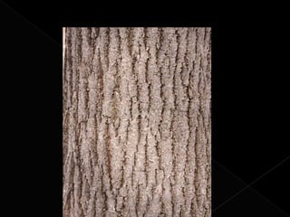 Los elementos básicos  del lenguaje visual