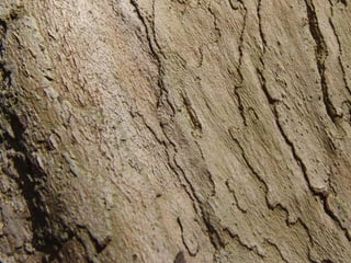 Los elementos básicos  del lenguaje visual