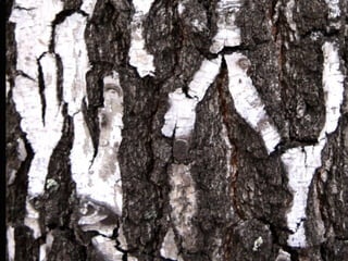 Los elementos básicos  del lenguaje visual