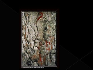 Los elementos básicos  del lenguaje visual