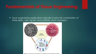 Fundamentals of Tissue Engineering
 Tissue engineering applications typically involve the combination of
three pillars: cells, signals, and scaffolds, which represent.
 