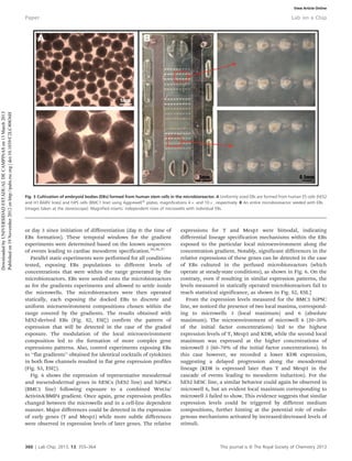 or day 3 since initiation of differentiation (day 0: the time of
EBs formation). These temporal windows for the gradient
experiments were determined based on the known sequences
of events leading to cardiac mesoderm specification.30,36,37
Parallel static experiments were performed for all conditions
tested, exposing EBs populations to different levels of
concentrations that were within the range generated by the
microbioreactors. EBs were seeded onto the microbioreactors
as for the gradients experiments and allowed to settle inside
the microwells. The microbioreactors were then operated
statically, each exposing the docked EBs to discrete and
uniform microenvironment compositions chosen within the
range covered by the gradients. The results obtained with
hES2-derived EBs (Fig. S2, ESI{) confirm the pattern of
expression that will be detected in the case of the graded
exposure. The modulation of the local microenvironment
composition led to the formation of more complex gene
expressions patterns. Also, control experiments exposing EBs
to ‘‘flat gradients’’ obtained for identical cocktails of cytokines
in both flow channels resulted in flat gene expression profiles
(Fig. S3, ESI{).
Fig. 6 shows the expression of representative mesodermal
and mesendodermal genes in hESCs (hES2 line) and hiPSCs
(BMC1 line) following exposure to a combined Wnt3a/
ActivinA/BMP4 gradient. Once again, gene expression profiles
changed between the microwells and in a cell-line dependent
manner. Major differences could be detected in the expression
of early genes (T and Mesp1) while more subtle differences
were observed in expression levels of later genes. The relative
expressions for T and Mesp1 were bimodal, indicating
differential lineage specification mechanisms within the EBs
exposed to the particular local microenvironment along the
concentration gradient. Notably, significant differences in the
relative expressions of these genes can be detected in the case
of EBs cultured in the perfused microbioreactors (which
operate at steady-state conditions), as shown in Fig. 6. On the
contrary, even if resulting in similar expression patterns, the
levels measured in statically operated microbioreactors fail to
reach statistical significance, as shown in Fig. S2, ESI.{
From the expression levels measured for the BMC1 hiPSC
line, we noticed the presence of two local maxima, correspond-
ing to microwells 3 (local maximum) and 6 (absolute
maximum). The microenvironment of microwell 6 (20–30%
of the initial factor concentrations) led to the highest
expression levels of T, Mesp1 and KDR, while the second local
maximum was expressed at the higher concentrations of
microwell 3 (60–70% of the initial factor concentrations). In
this case however, we recorded a lower KDR expression,
suggesting a delayed progression along the mesodermal
lineage (KDR is expressed later than T and Mesp1 in the
cascade of events leading to mesoderm induction). For the
hES2 hESC line, a similar behavior could again be observed in
microwell 6, but an evident local maximum corresponding to
microwell 3 failed to show. This evidence suggests that similar
expression levels could be triggered by different medium
compositions, further hinting at the potential role of endo-
genous mechanisms activated by increased/decreased levels of
stimuli.
Fig. 3 Cultivation of embryoid bodies (EBs) formed from human stem cells in the microbioreactor. A Uniformly sized EBs are formed from human ES cells (hES2
and H1-BARV lines) and hiPS cells (BMC1 line) using Aggrewell1
plates; magnifications 46 and 106, respectively. B An entire microbioreactor seeded with EBs
(images taken at the stereoscope). Magnified inserts: independent rows of microwells with individual EBs.
360 | Lab Chip, 2013, 13, 355–364 This journal is ß The Royal Society of Chemistry 2013
Paper Lab on a Chip
DownloadedbyUNIVERSIDADESTADUALDECAMPINASon13March2013
Publishedon19November2012onhttp://pubs.rsc.org|doi:10.1039/C2LC40836H View Article Online
 