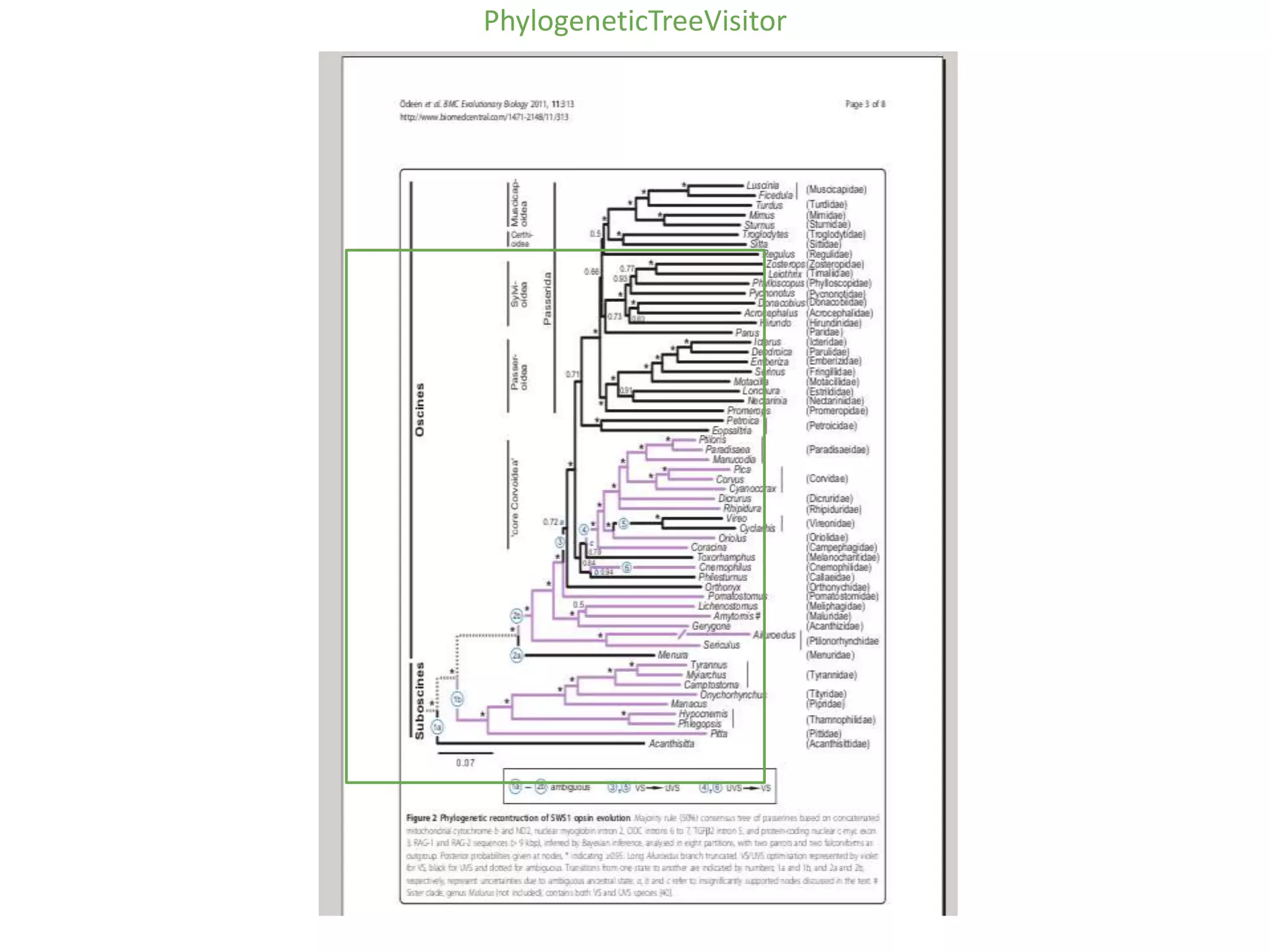 PhylogeneticTreeVisitor
 